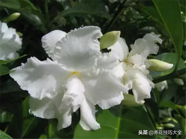 常见小区绿化100种植物图片,常见的水生植物有哪些种