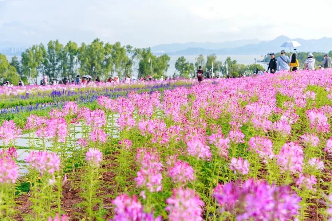 2021深圳免费合适遛娃玩地方排名,深圳免费游玩景点推荐