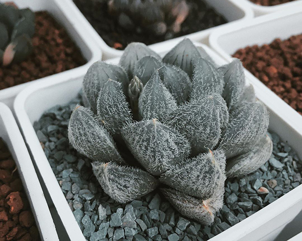 多肉植物一年四季能够晒太阳吗,夏季怕热怕晒的多肉植物