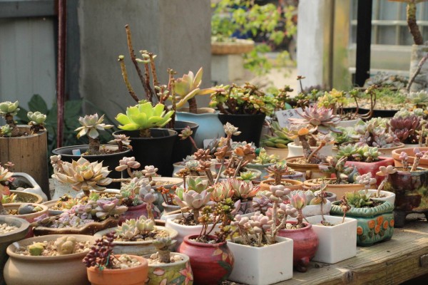 合适栽在庭院的多肉,庭院地栽多肉设计