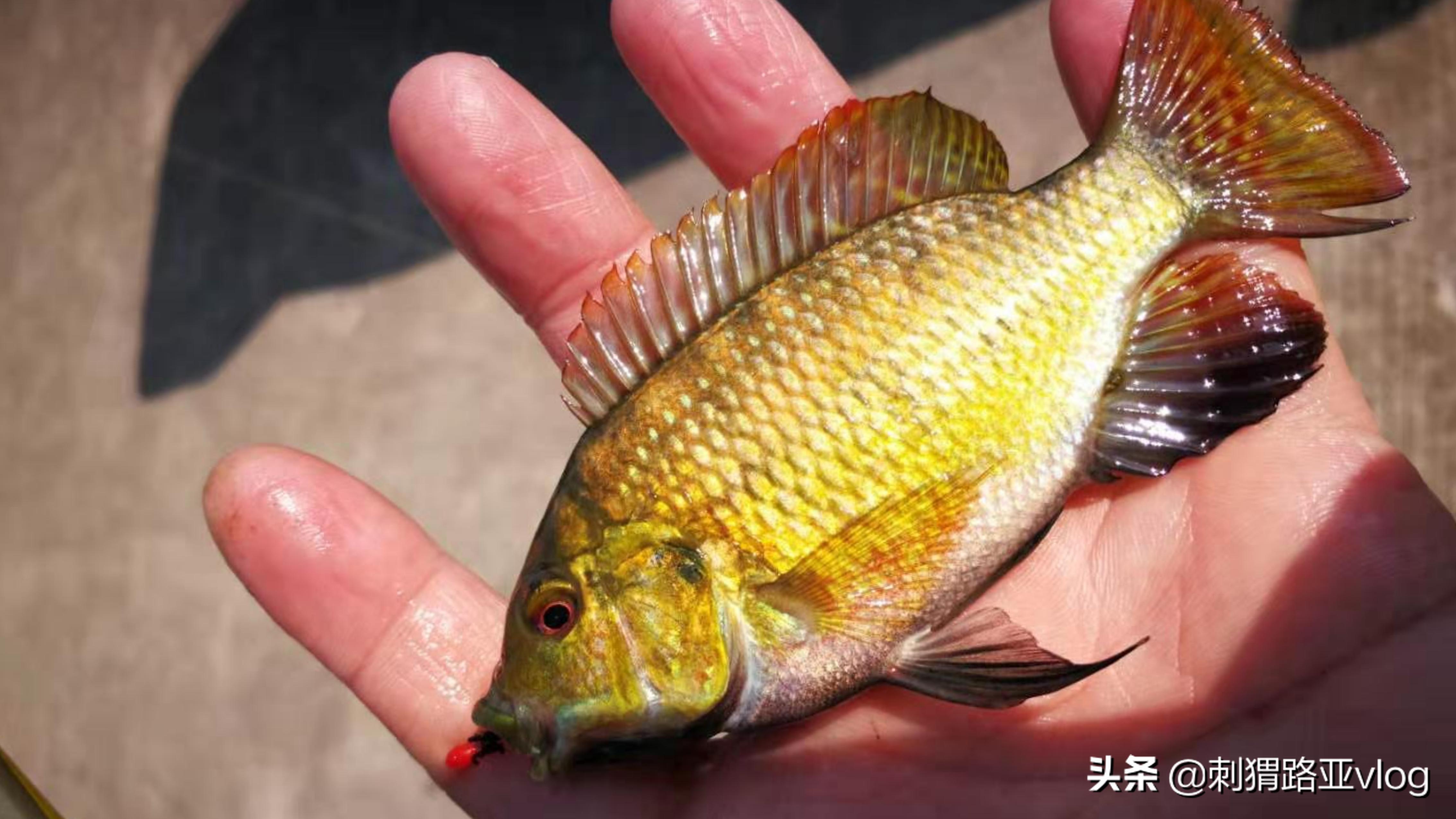 微物路亚亮片双钩钓组,路亚前导线双钩亮片绑法