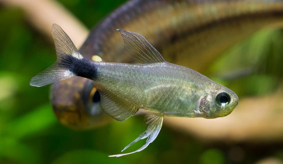 观赏鱼小型宝莲灯鱼,小型观赏鱼鱼灯推荐