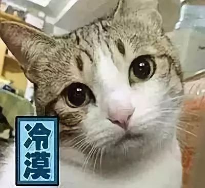 辟谣！猫咪发情用棉签能够止住？小心猫咪患上子宫蓄脓