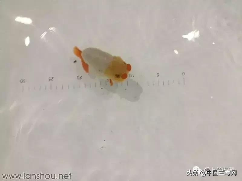 世界金鱼大赛在福州举行,2019中国世界金鱼大赛