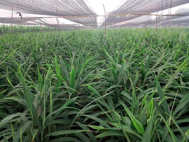 高温天气能够给姜苗覆土吗,高温暴晒天气预警