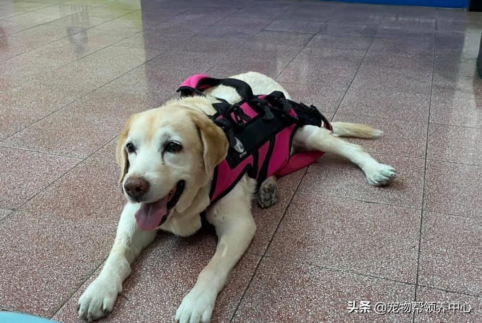 狗狗随地大小便警告语,狗狗随地大小便屡教不改
