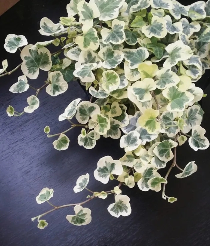 最合适养在卫生间的10种花卉,卫生间下水道恶臭难闻怎么办