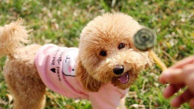 泰迪犬的优点和缺点分别是什么,泰迪犬好养吗都该注意什么