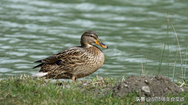 除了蝙蝠，这18种动物肉都是野生的，为了家人健康，一定要管住嘴