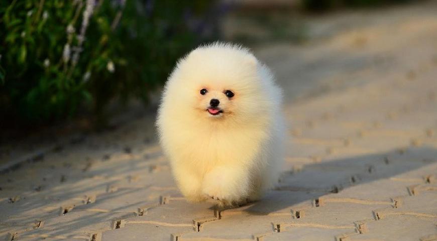 博美犬掉毛严重怎么办？如何改善博美掉毛厉害的烦恼？