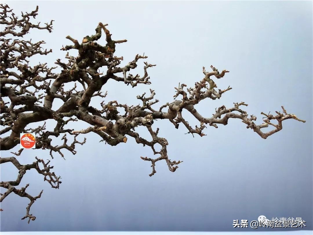 盆景对节白蜡是什么树,对节白蜡盆景是什么树
