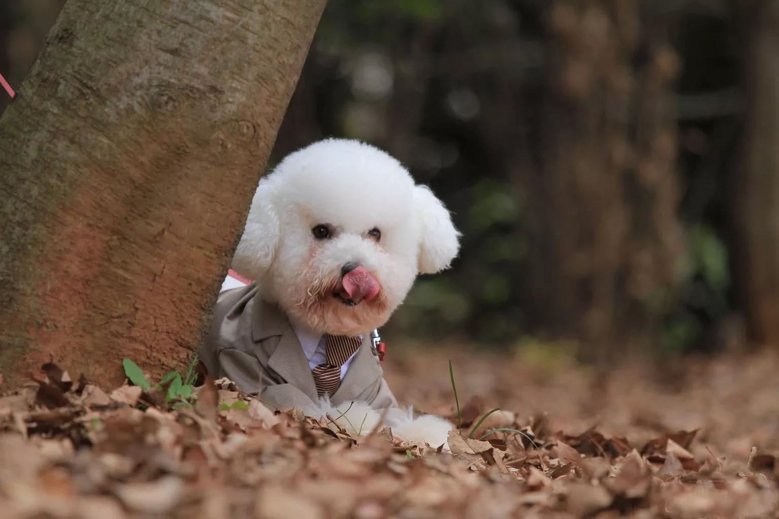 哪些狗狗合适新手养小型犬,最合适新手养的狗狗
