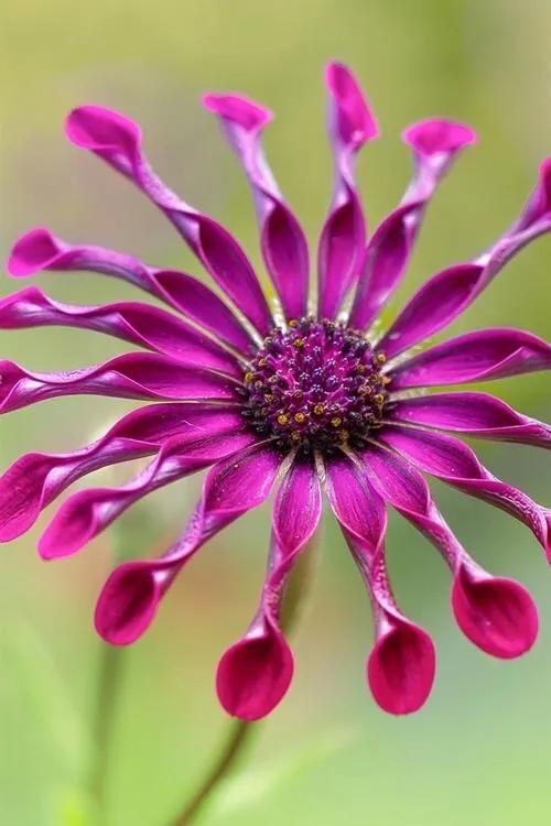 春天开的菊花类花卉大全,春季开花的波斯菊花