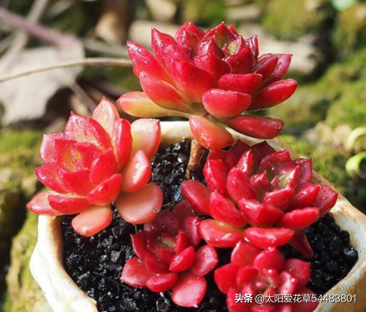 多肉冻伤叶片全部化水了怎么补救,多肉为什么夏天黑根了还能活