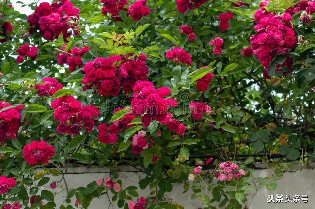 她做保姆这些年豪门生活之十六,她做保姆这些年之豪门生活217