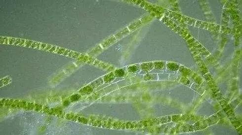 水产养殖藻类老化是怎样的,水产养殖显微镜下各种藻类
