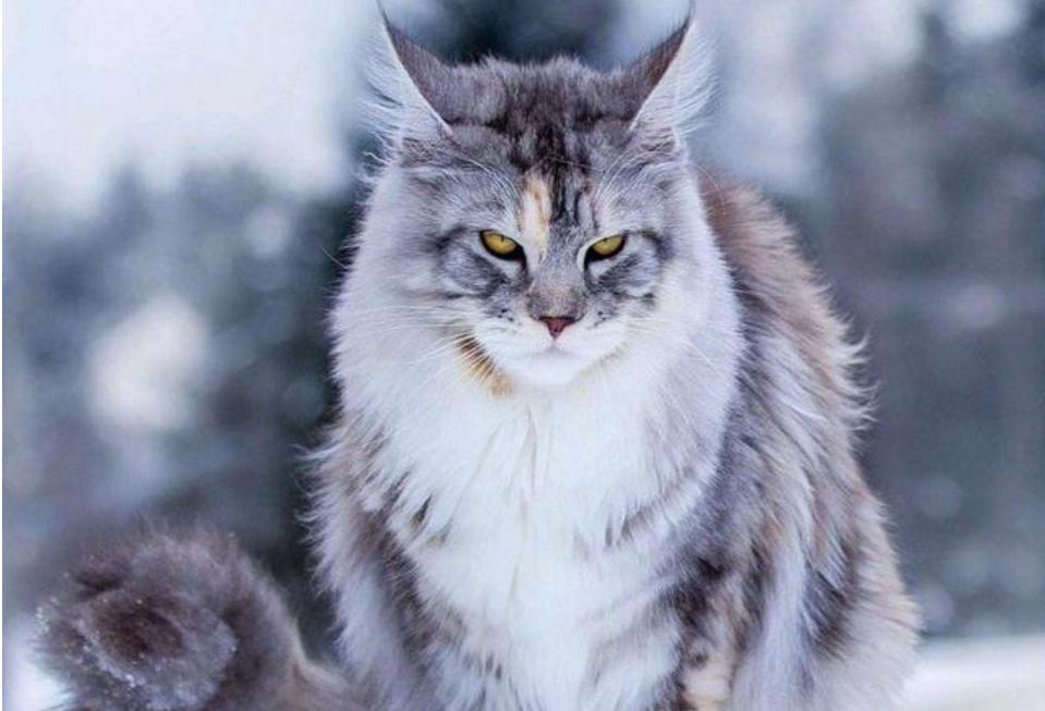 一分钟看完猫的一生,猫的一生详细介绍