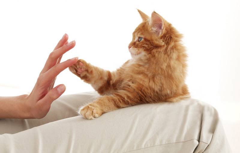 没有攻击性的猫,公认无攻击性的猫你最喜欢哪只