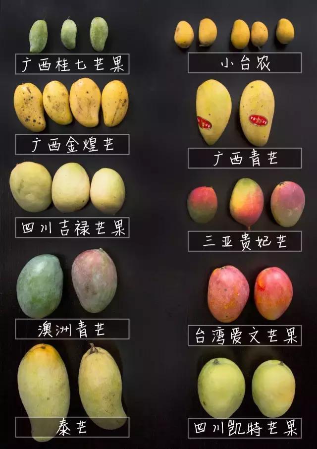 吃了这么多年水果你真的吃对了吗,如何选择合适自己口感的芒果品种