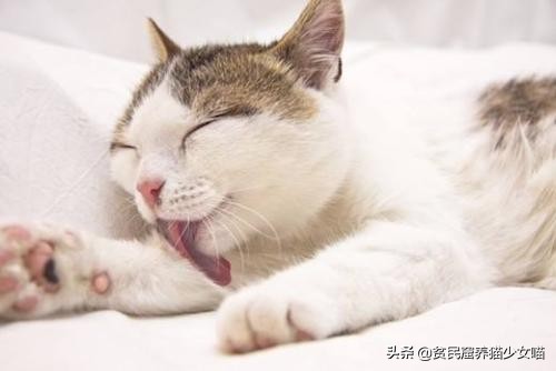 辟谣猫咪,猫咪吐毛球的学术说法