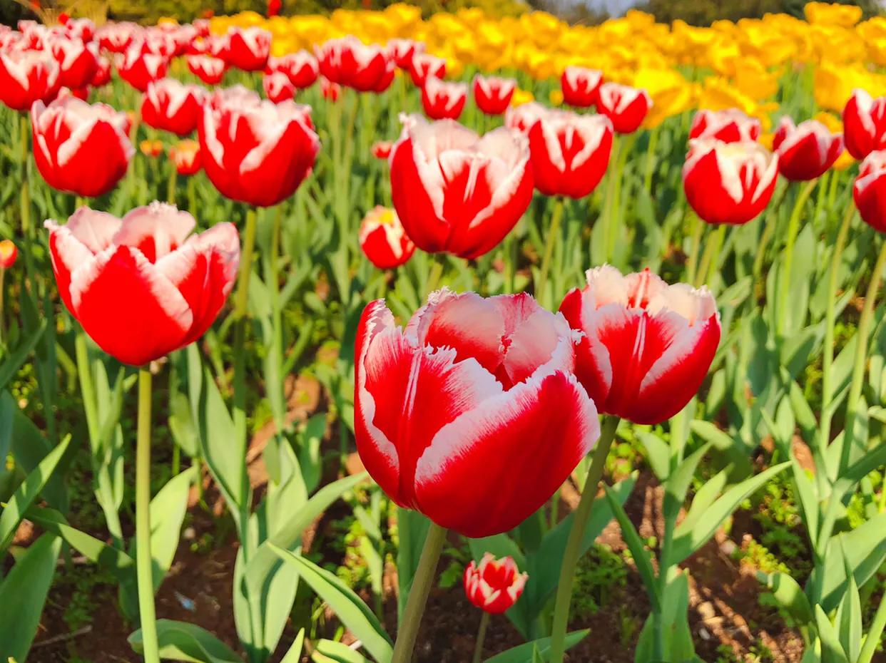 粉色郁金香花语搭配粉色玫瑰,郁金香的花貌和郁金香的花语