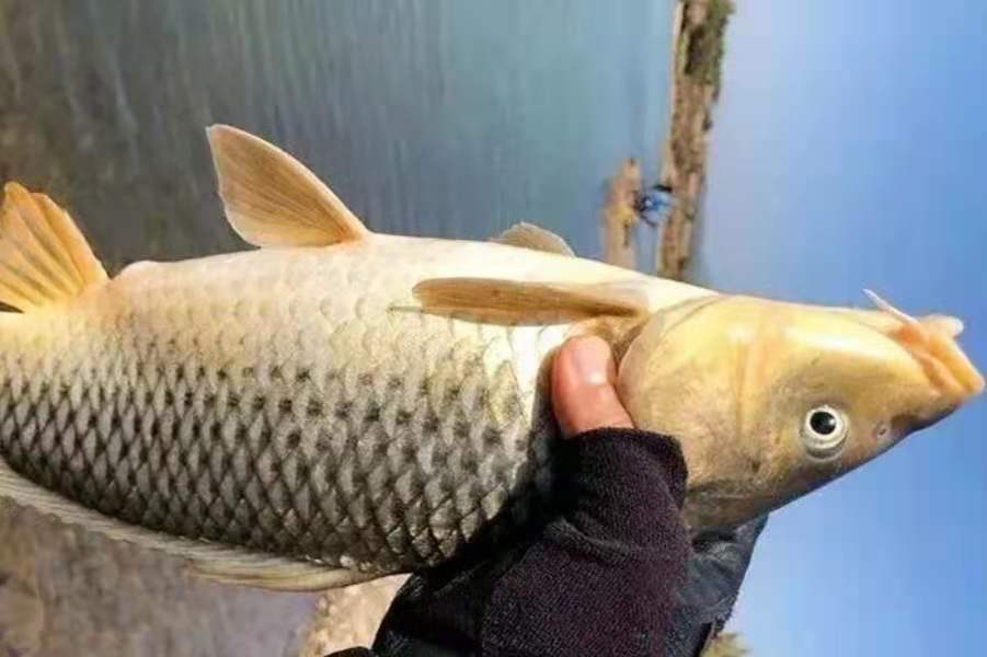 水里捞一捞,河里钓鲤鱼草鱼的特效饵料