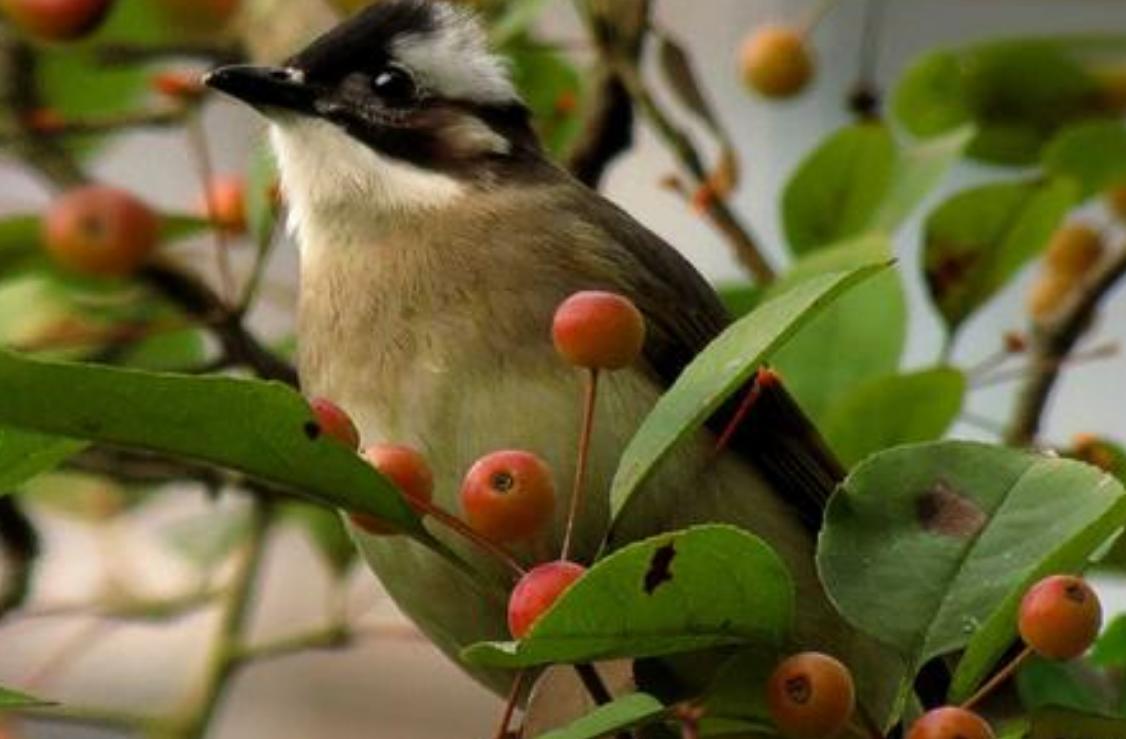 山竹为什么被称为果中皇后,山竹水果什么人合适吃