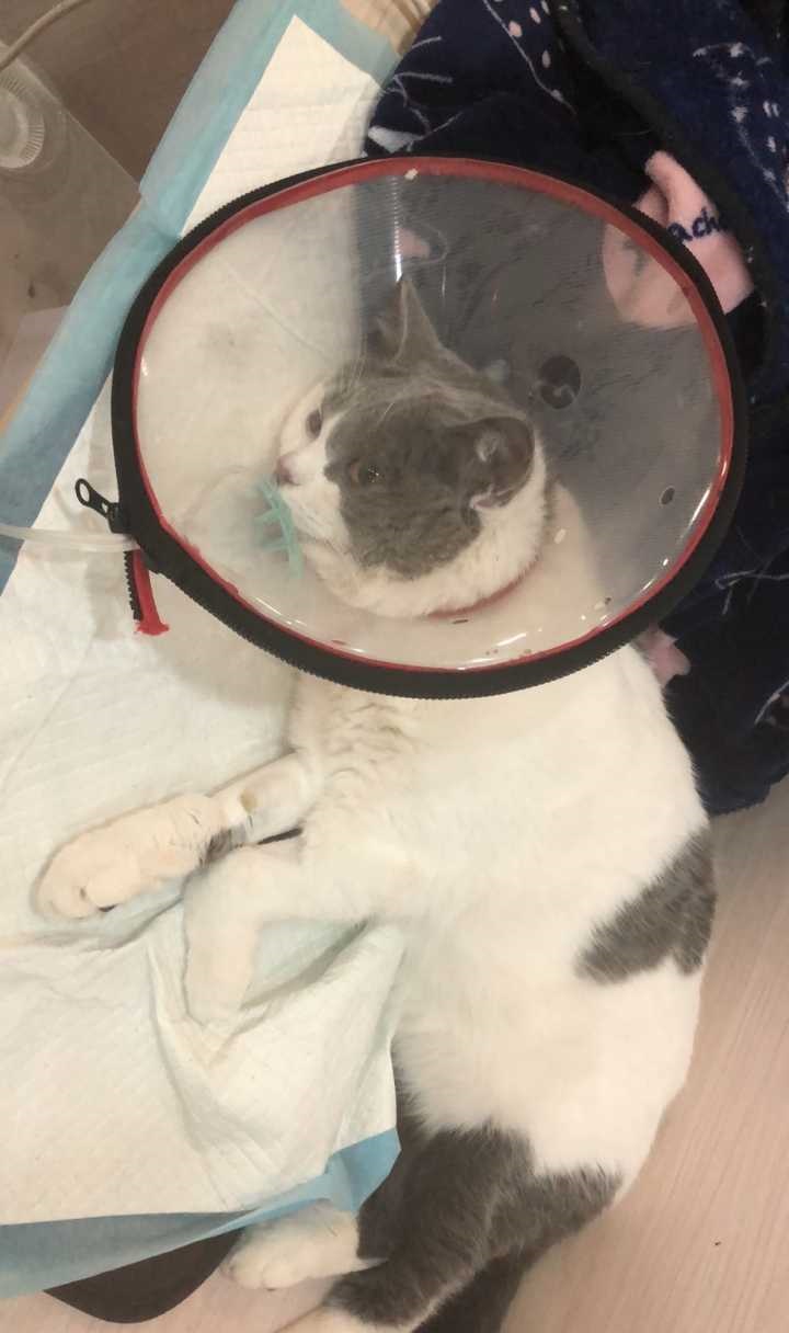 猫咪坠楼后瘫痪铲屎官,铲屎官惹猫咪被揍