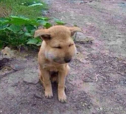 熊孩子被马蜂蛰肿成猪头,马蜂蛰了的急救处理方法