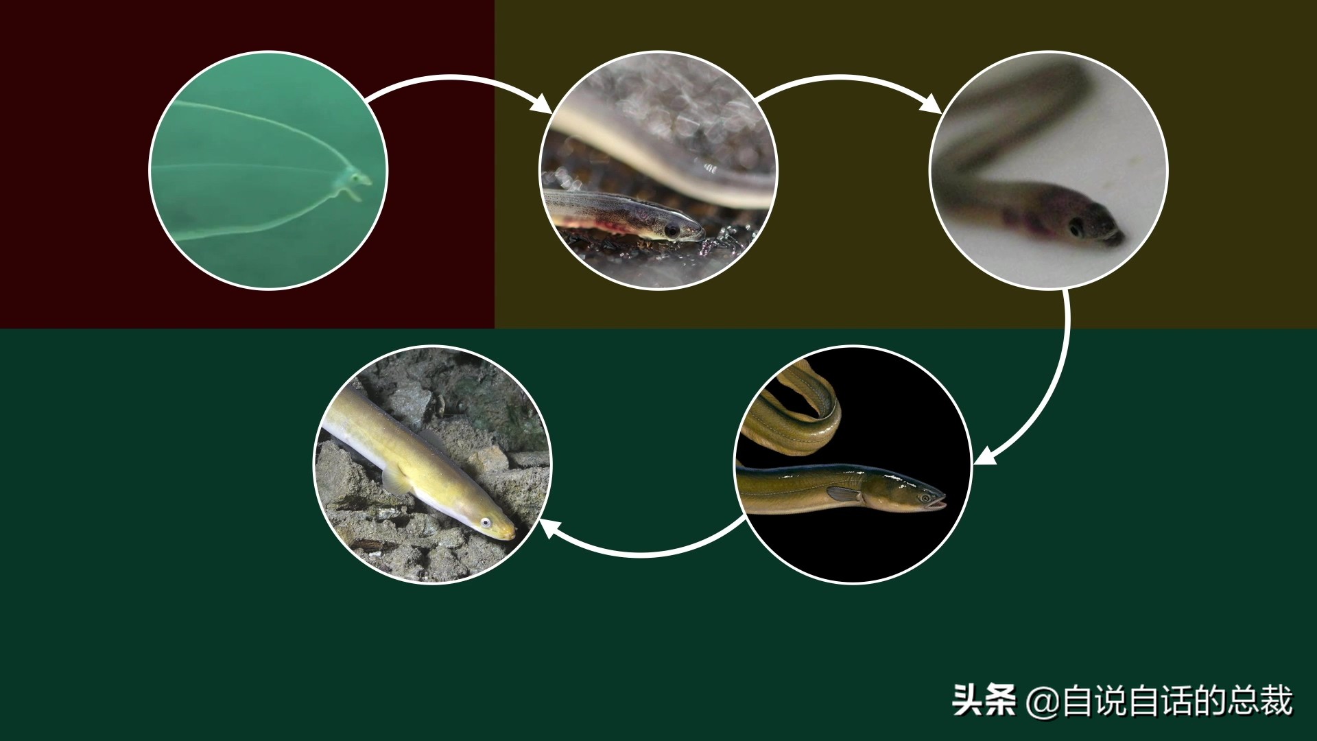 原来，你吃的鳗鱼，每一只都见过海底深渊的秘密｜自说自话的总裁