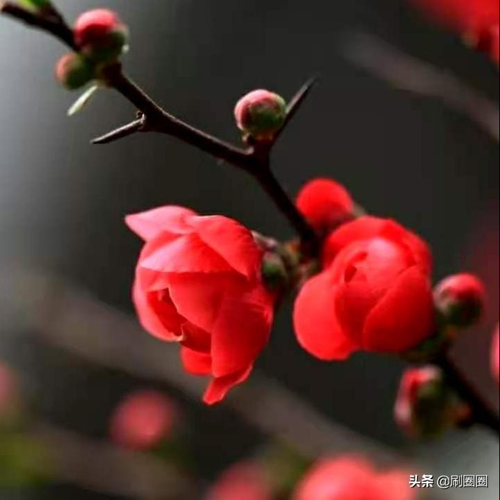 第五单元说明文文章500字五年级,五年级第五单元说明文文章范文