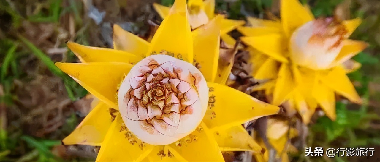 云南西双版纳地方介绍,云南西双版纳旅游简介