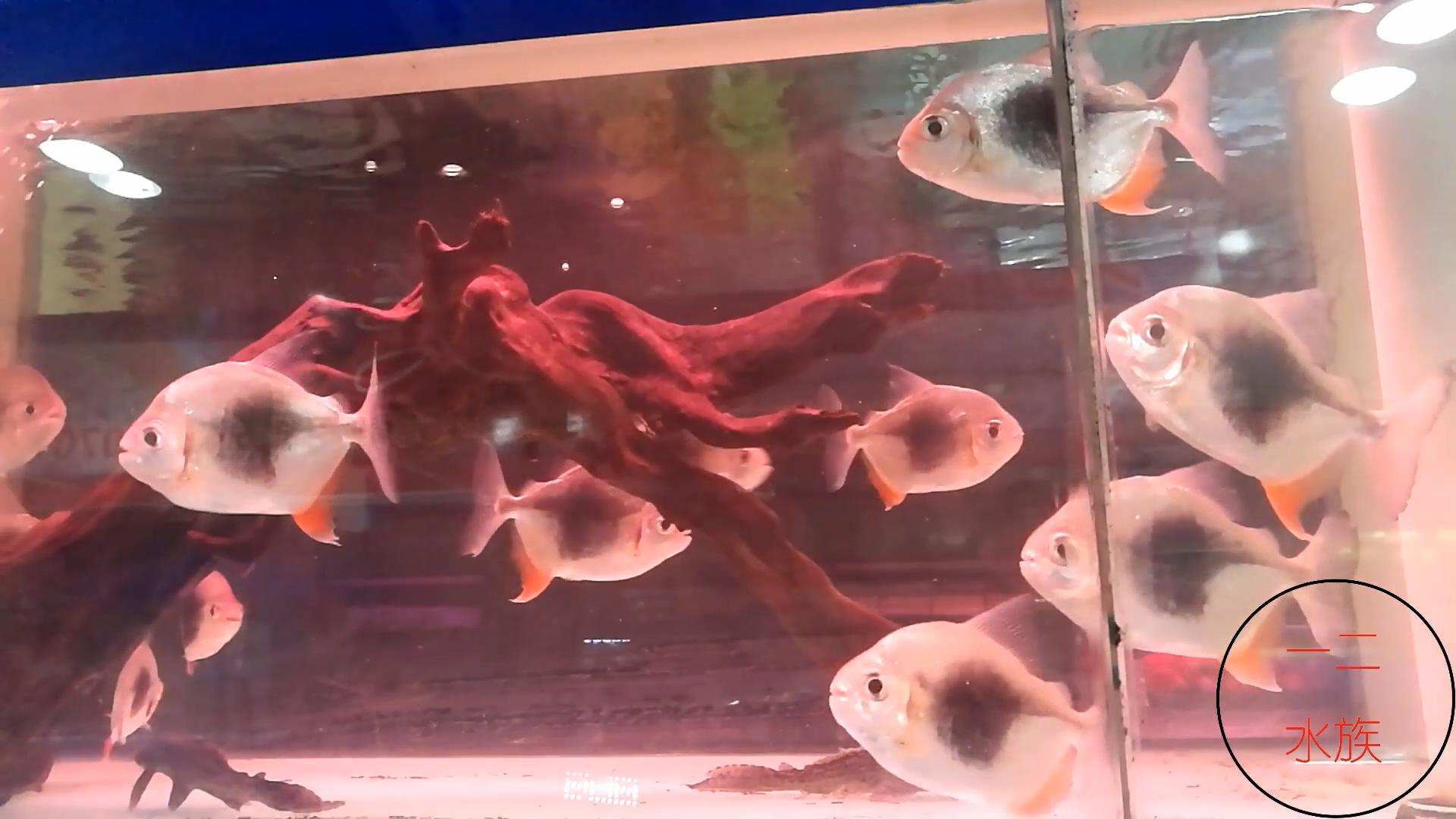 酸奶能够代替硝化细菌吗,鱼缸加酸奶能建立硝化细菌吗