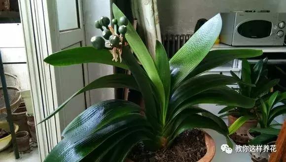 君子兰保命方法,君子兰神奇之处