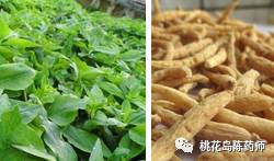 中药饮片过江龙别名,常见中药名称形状