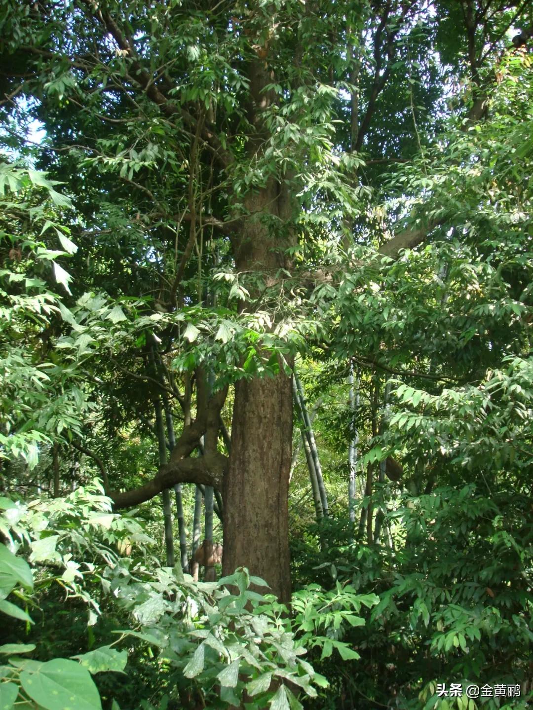 为什么云南女人长相好看,云南真的很漂亮吗