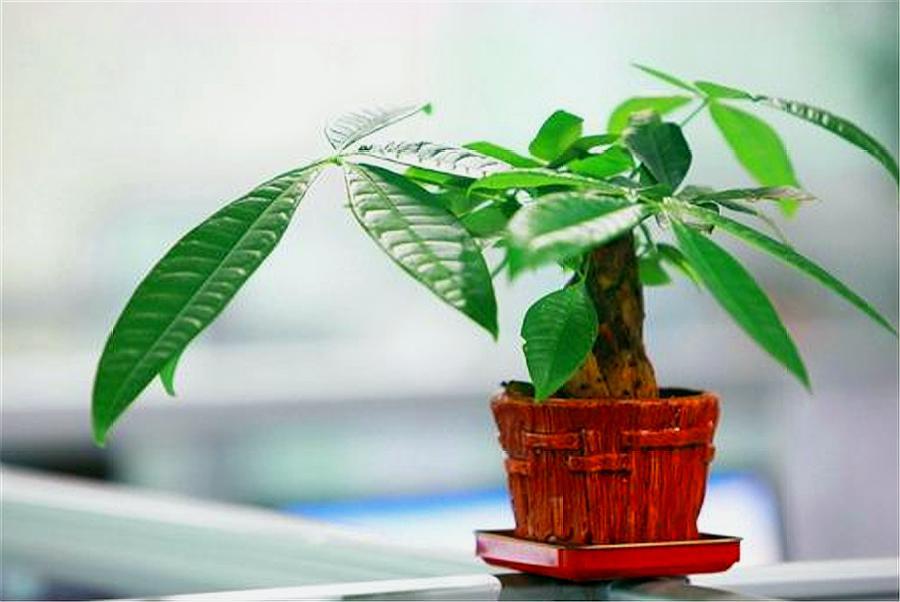 家里养什么大绿植最好养又招财,最合适在客厅养的易存活绿植