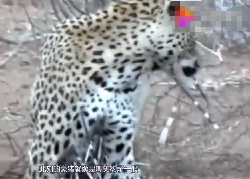 豪猪对战豹子豹子满身都是刺,豹子碰上豪猪竟难以下口