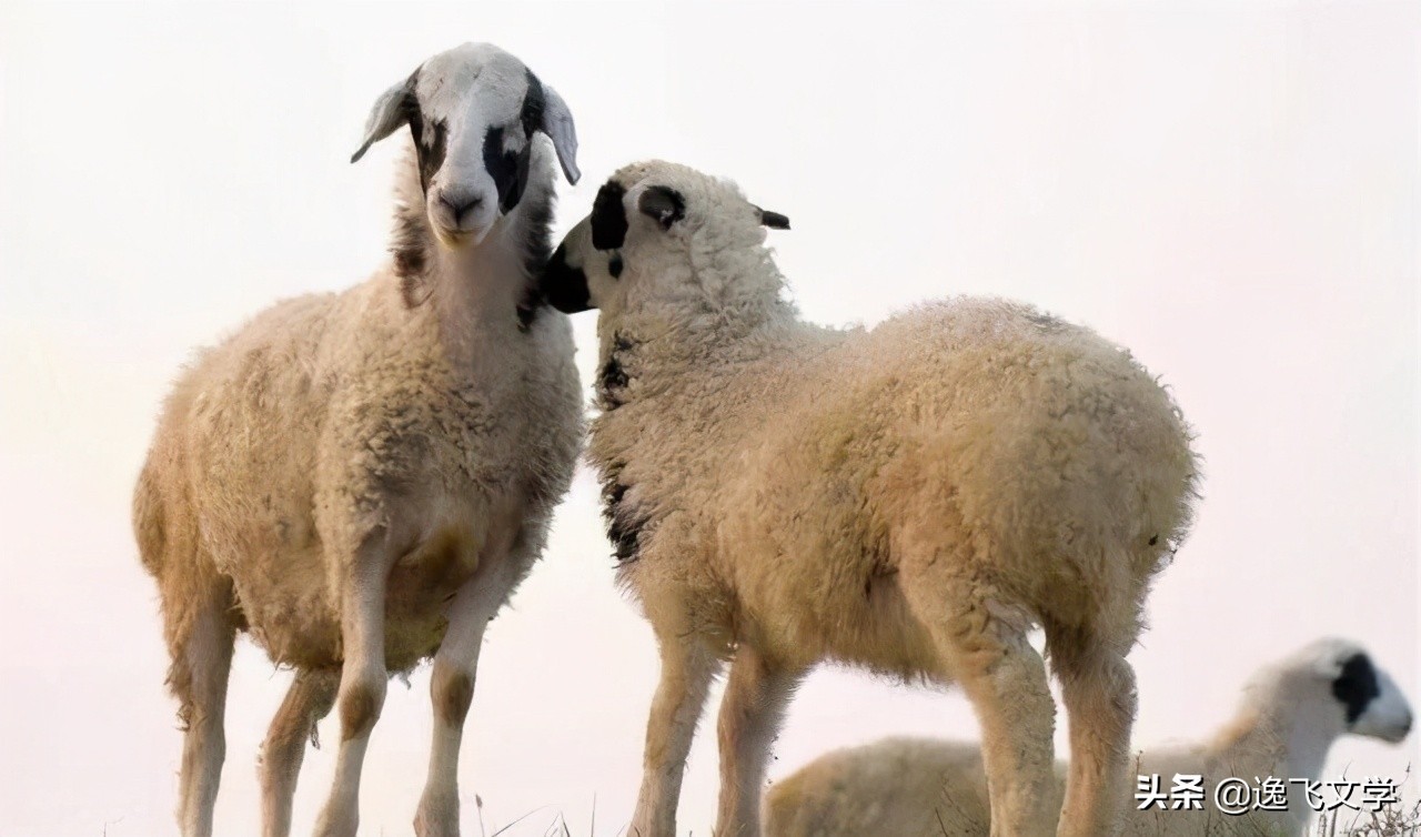 「散文」知青牧羊曲