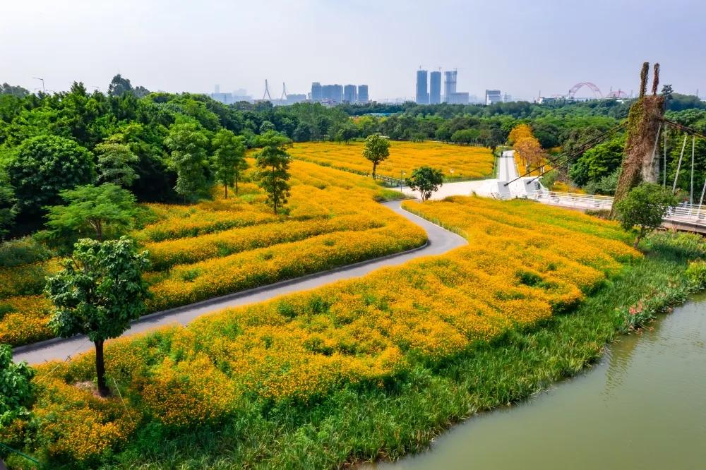 广州公园大片花海,广州哪个地铁站附近有花海