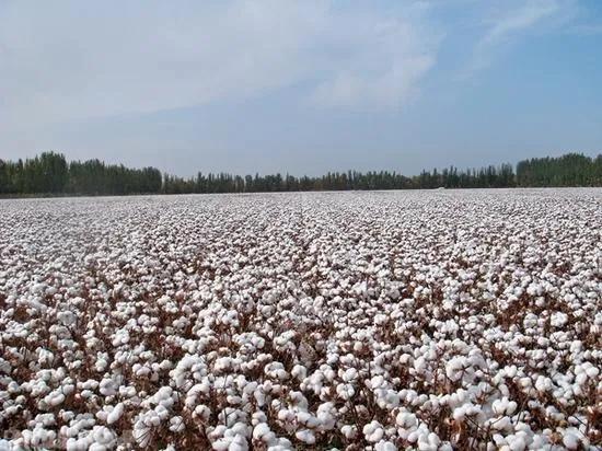 全球最大恤衫制造商纺织大王杨元龙低调第二代杨敏贤掌百亿王国