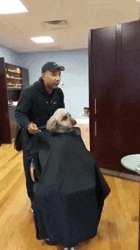 兄弟发型搞笑gif,搞笑男生发型gif