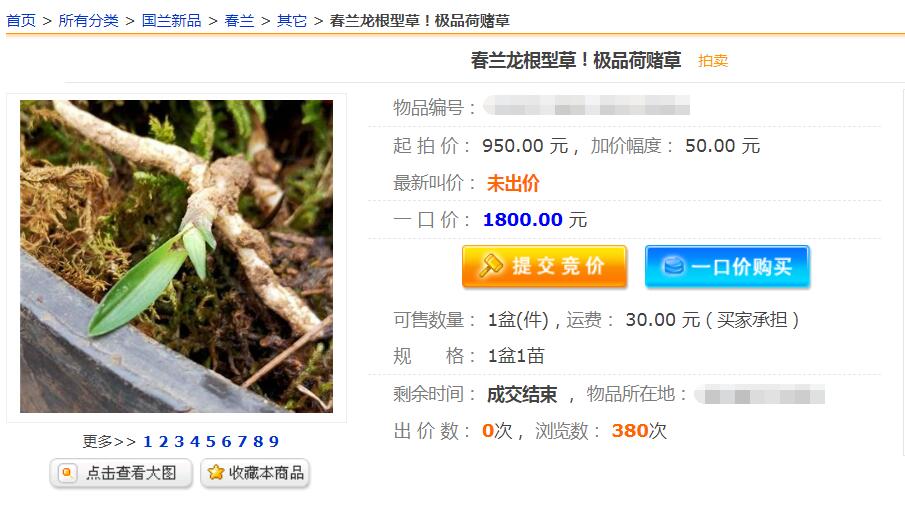 兰花龙根，另类的“赌石”，花上千去赌草，你宁愿吗？