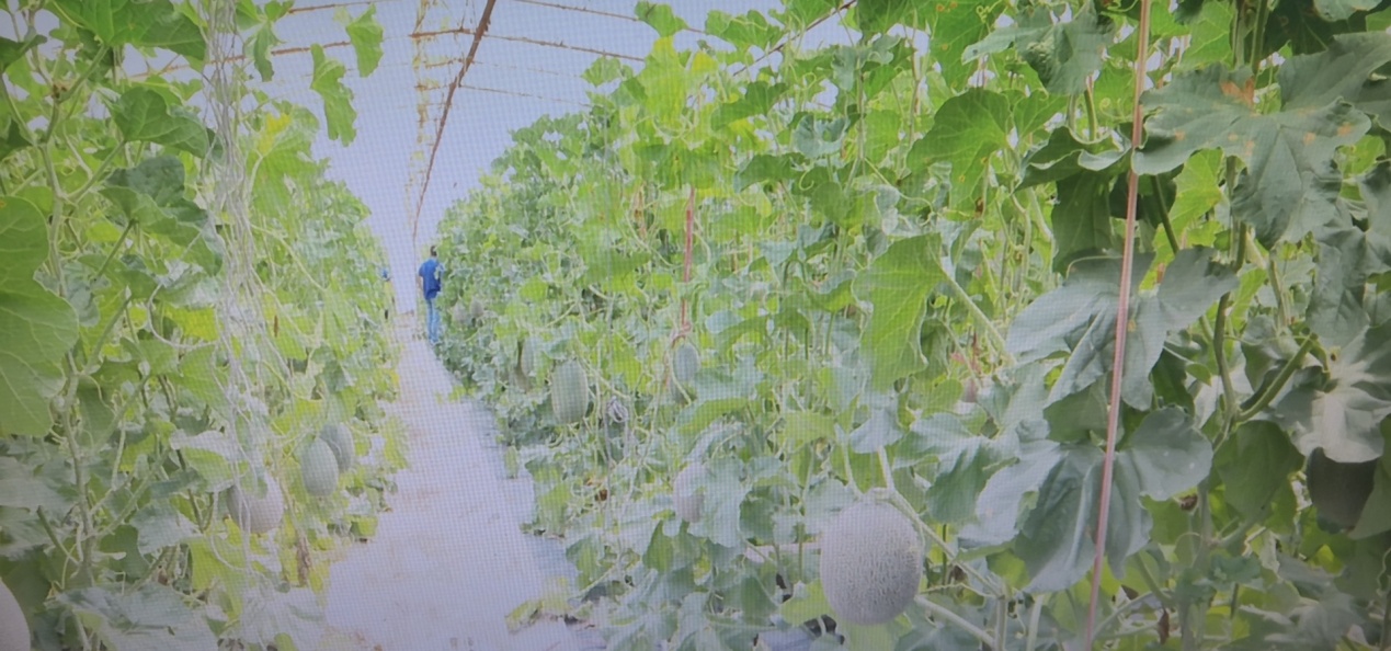 辽宁最好的甜瓜品种,辽宁新民西瓜种植基地