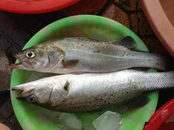 开海什么海鲜最好,开海季肥美海鲜