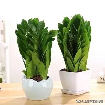 合适家里招财养的植物,家里能招财又好养的植物