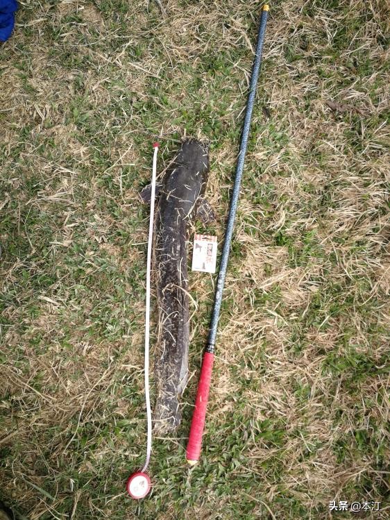 鏅編娓斿叿,鏅編楸艰偉