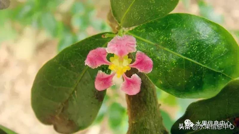 针叶樱桃不是樱桃,针叶樱桃与山樱桃一样吗