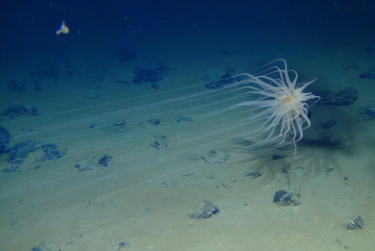 海底5000米发现神秘史前怪物,海底发现5500米的生物