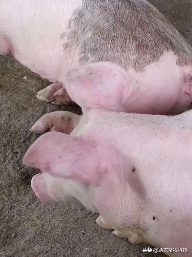 非洲猪瘟的临床症状及快速净化技术